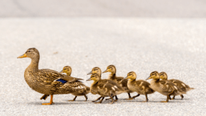 Get Your Mental Ducks in a Row