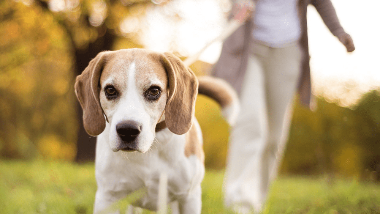 Make Extra Money for Retirement - Pet Care